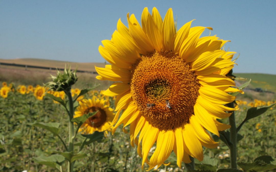 Los caminos que conducen hacia Girasol